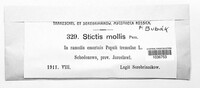 Image of Stictis mollis